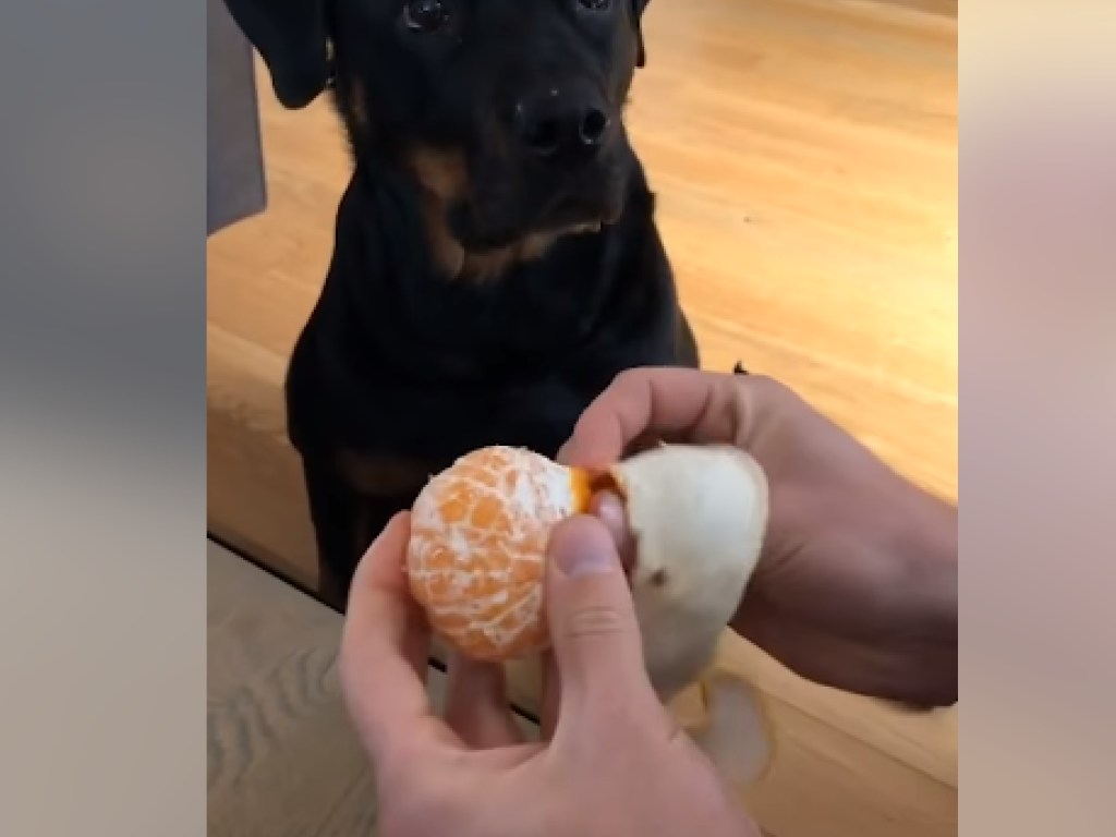 Пёсик любит апельсинку: в Сети набирает популярность видео с собакой, для которой чистят экзотический плод (ВИДЕО)