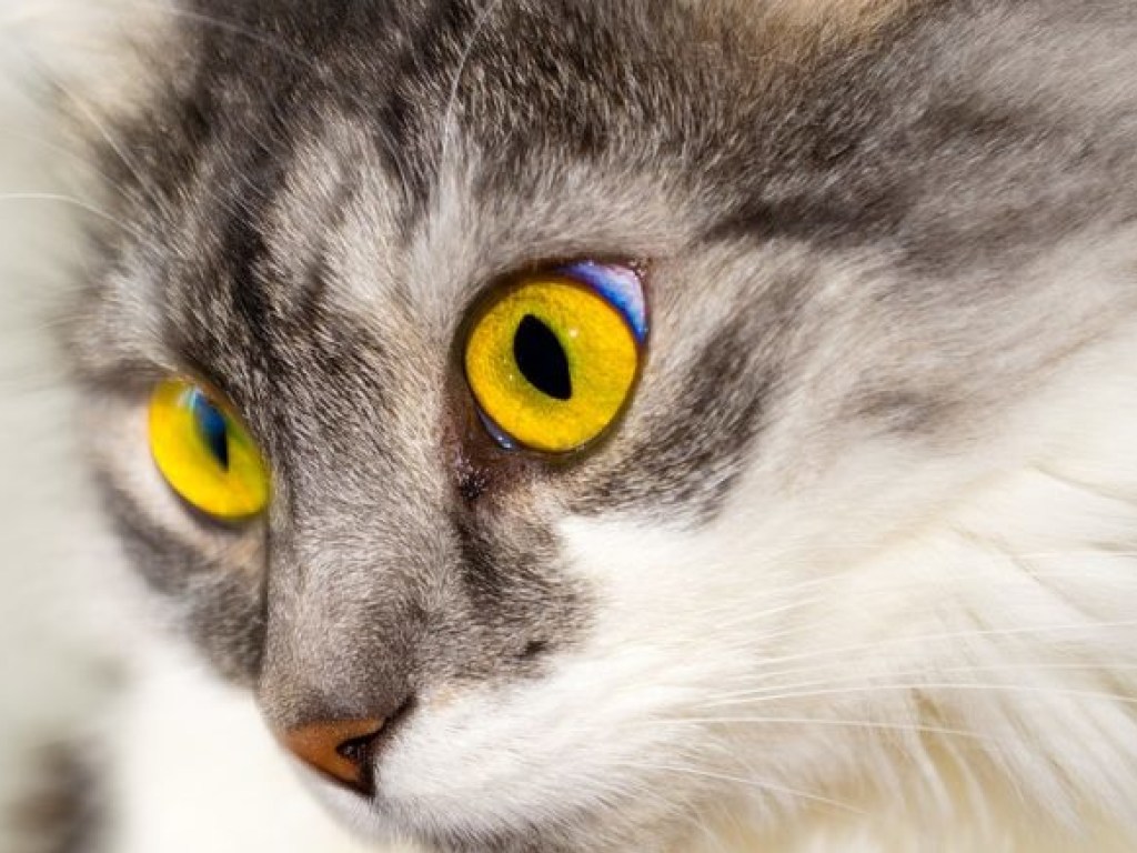 Британские ученые назвали самых «целебных» кошек