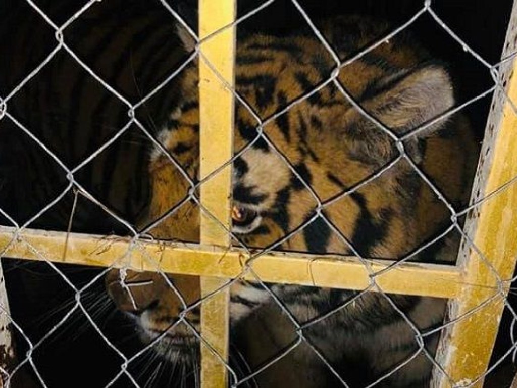 В Киеве хозяин оставил шестерых тигров в ужасных условиях умирать (ФОТО)