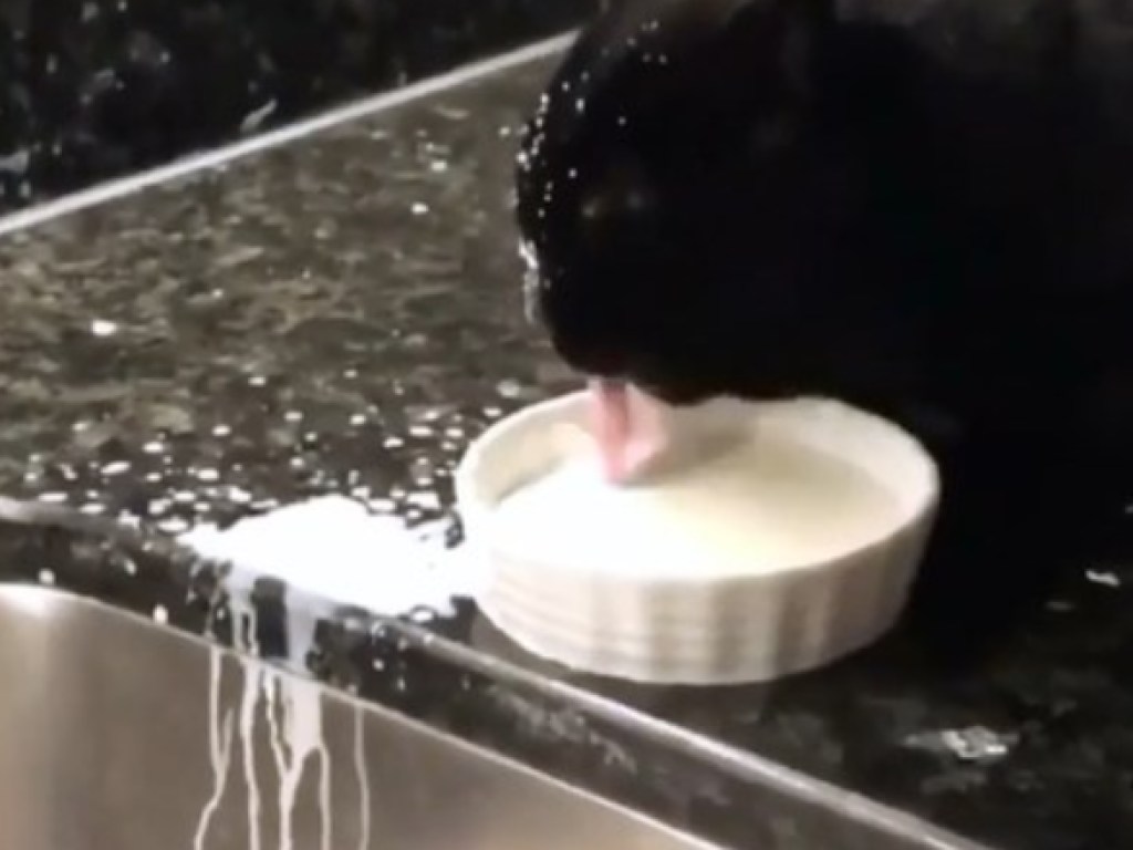 Кот хотел попить молока, но превратил кухню в свинарник и покорил Сеть (ФОТО, ВИДЕО)