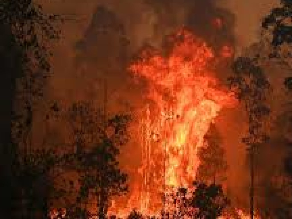 Огонь отрезал отдыхающих на пляже от дороги: в Австралии лесной пожар натворил бед (ВИДЕО)