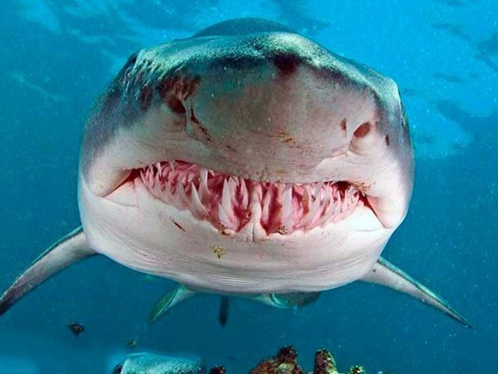 В желудке тигровой акулы длиной больше 3 метров нашли браслет и человеческие руки