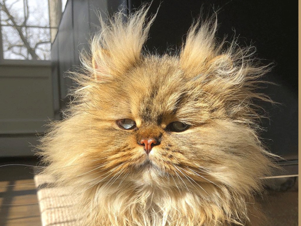 «Звезда Instagram»: Кот со взглядом Джона Сноу взорвал Интернет (ФОТО)