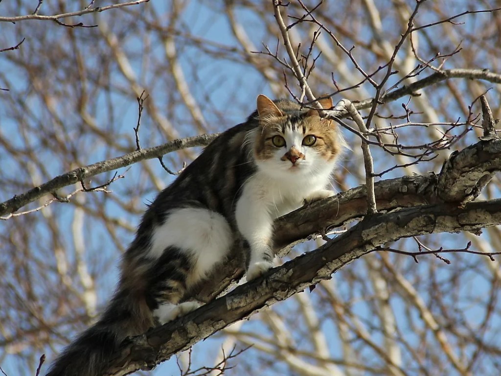 Синоптик: 2 января в Украине будет сухо и нехолодно