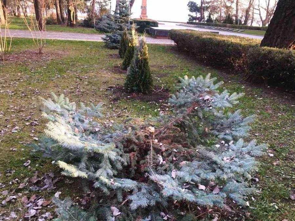 Вандалы в канун Нового года срубили елки в парке Одессы (ФОТО, ВИДЕО)