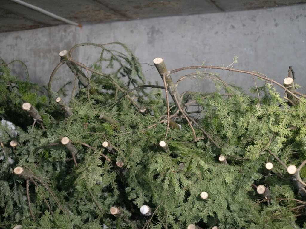 Ёлки предлагают забрать домой: в Запорожье торговцы бросили несколько десяток непроданных деревьев (ФОТО)