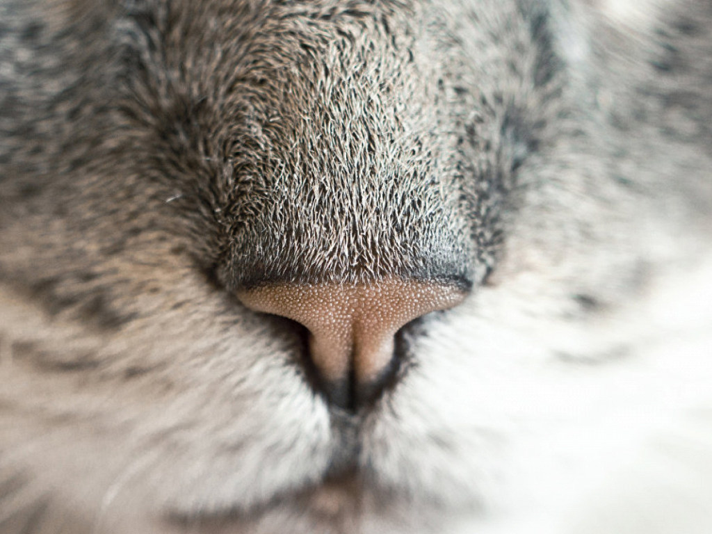 «Сухой нос у кошки — это признак болезни?»: Эксперты раскрыли всю правду