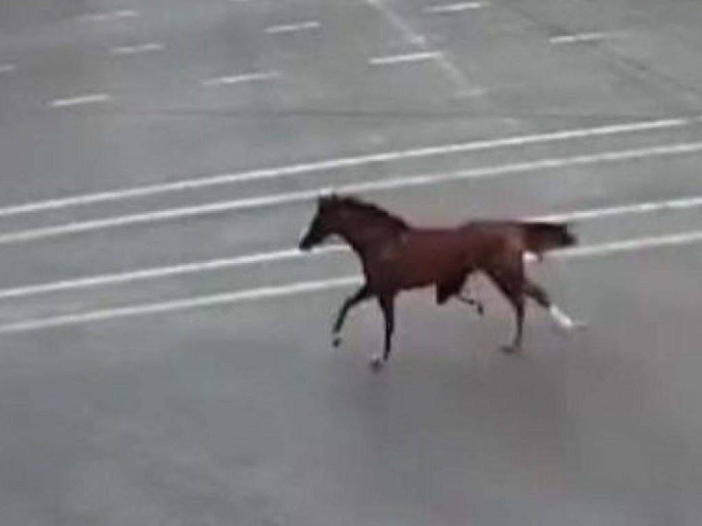 В Одессе патрульные поймали четверых коней на проезжей части (ВИДЕО)