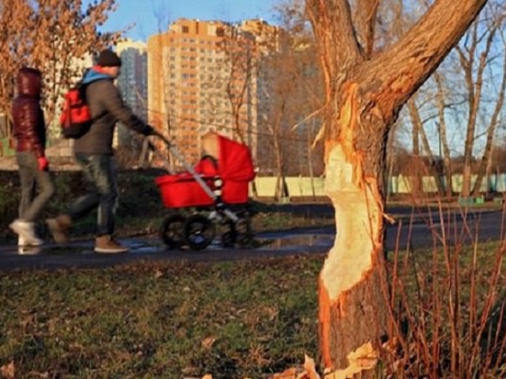 Аномальное потепление: в Киеве проснулись бобры и начали грызть деревья (ФОТО)