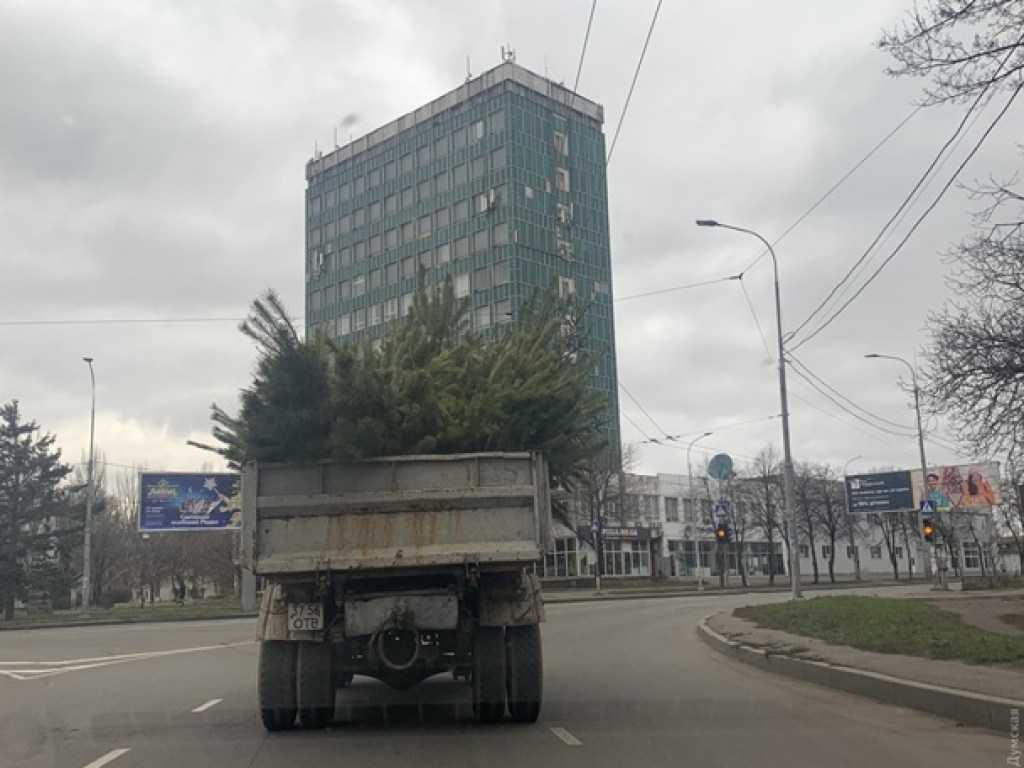 Из Одессы вывезли 140 грузовиков выброшенных елок (ФОТО, ВИДЕО)