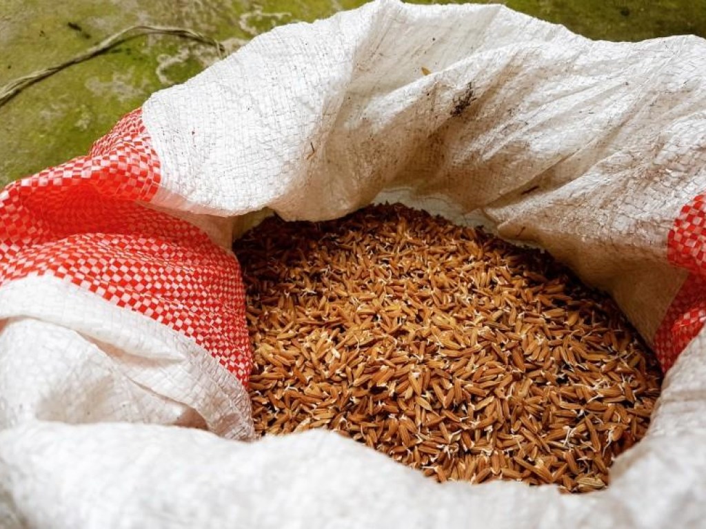 Медики сообщили об уникальных свойствах красного риса