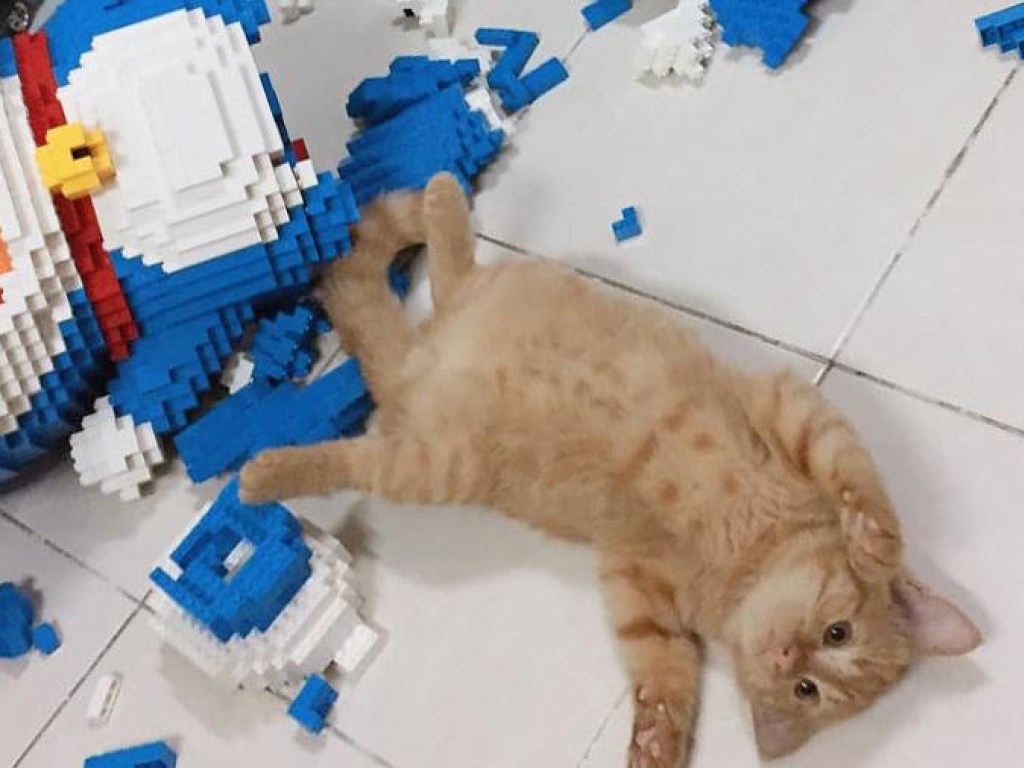 «Котейка повеселился»: Пушистый разрушил заказанную на Новый год фигуру из 2500 деталей (ФОТО)