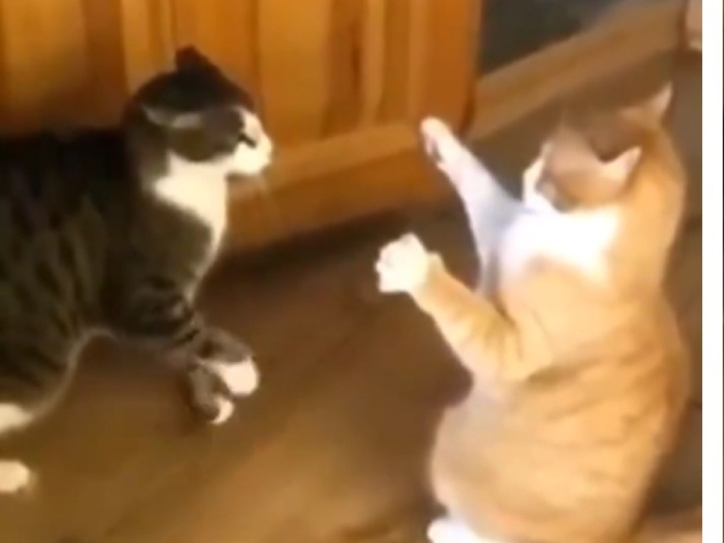 Кот во время драки инсценировал обморок и рассмешил Сеть (ФОТО, ВИДЕО)