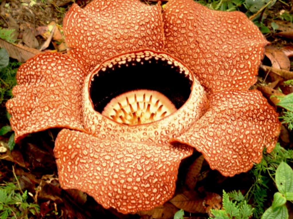 В Индонезии обнаружили огромный цветок-монстр (ФОТО)