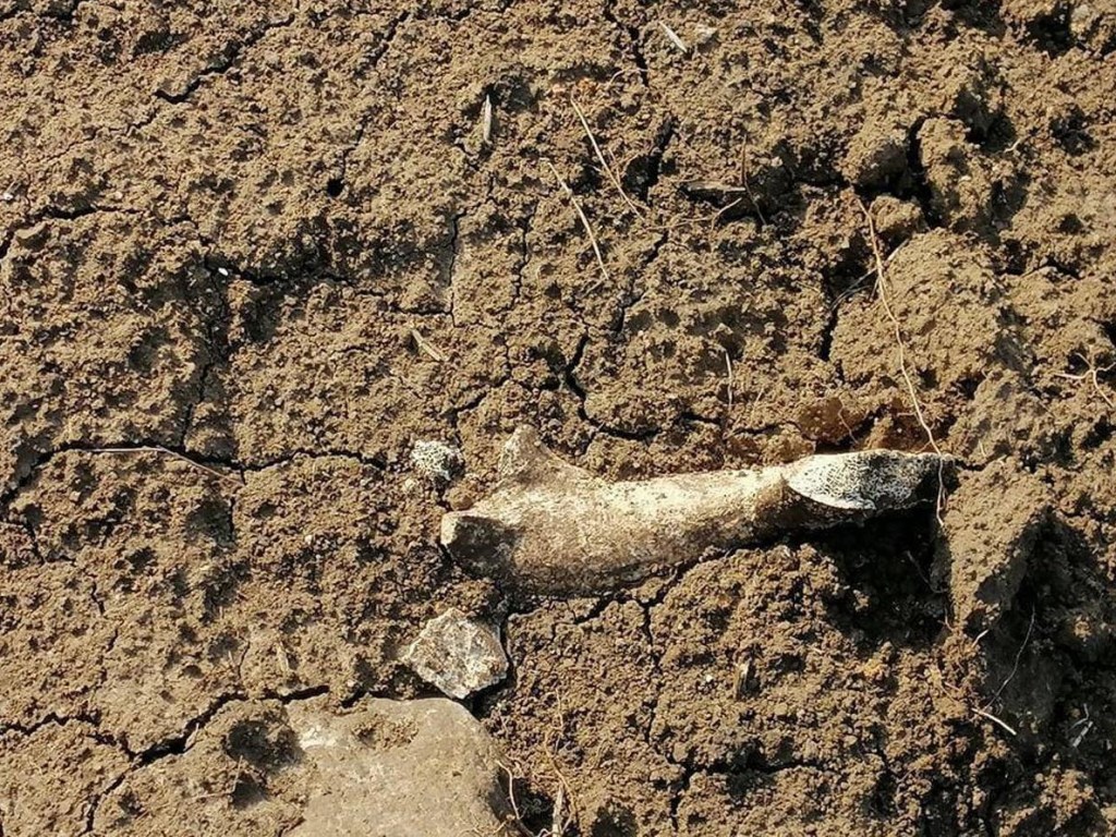 На Запорожье вооруженные «черные археологи» разграбили скифское захоронение (ВИДЕО)