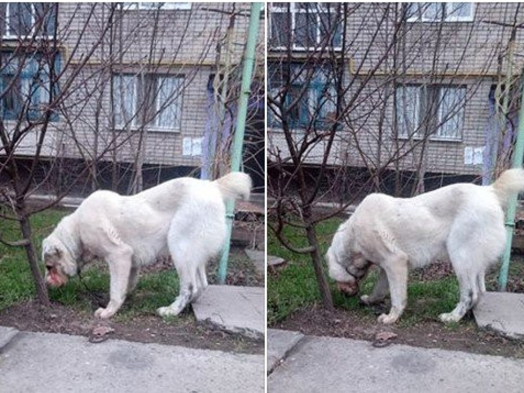 В Запорожье огромная собака с мордой в крови напала на прохожего и копа: животное застрелили (ФОТО)