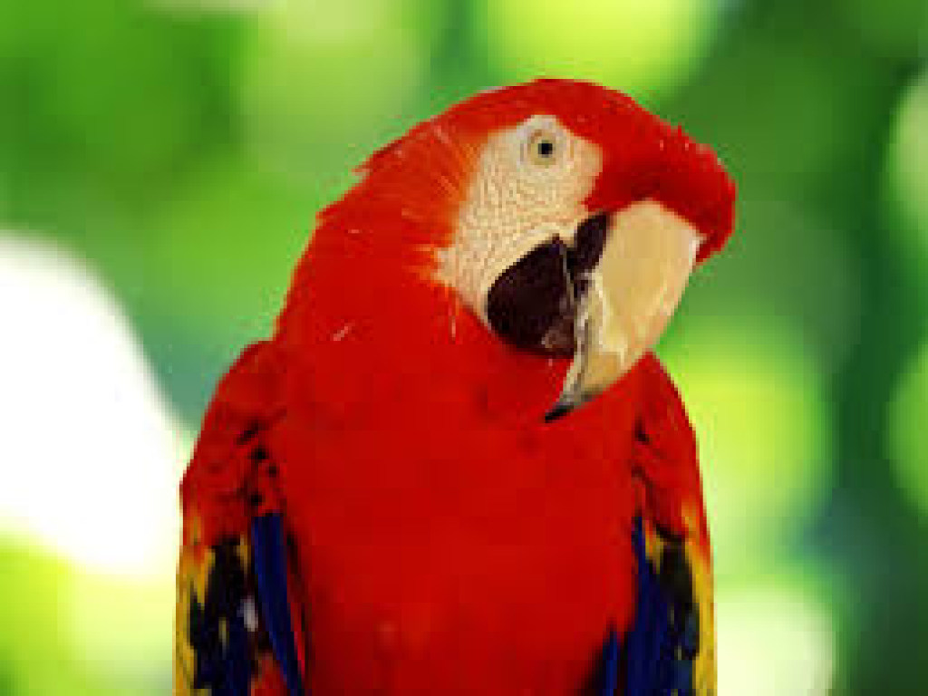 Попугай скопировал крики из фильма «Рэмбо»: из-за воплей птицы вызвали полицию (ВИДЕО)
