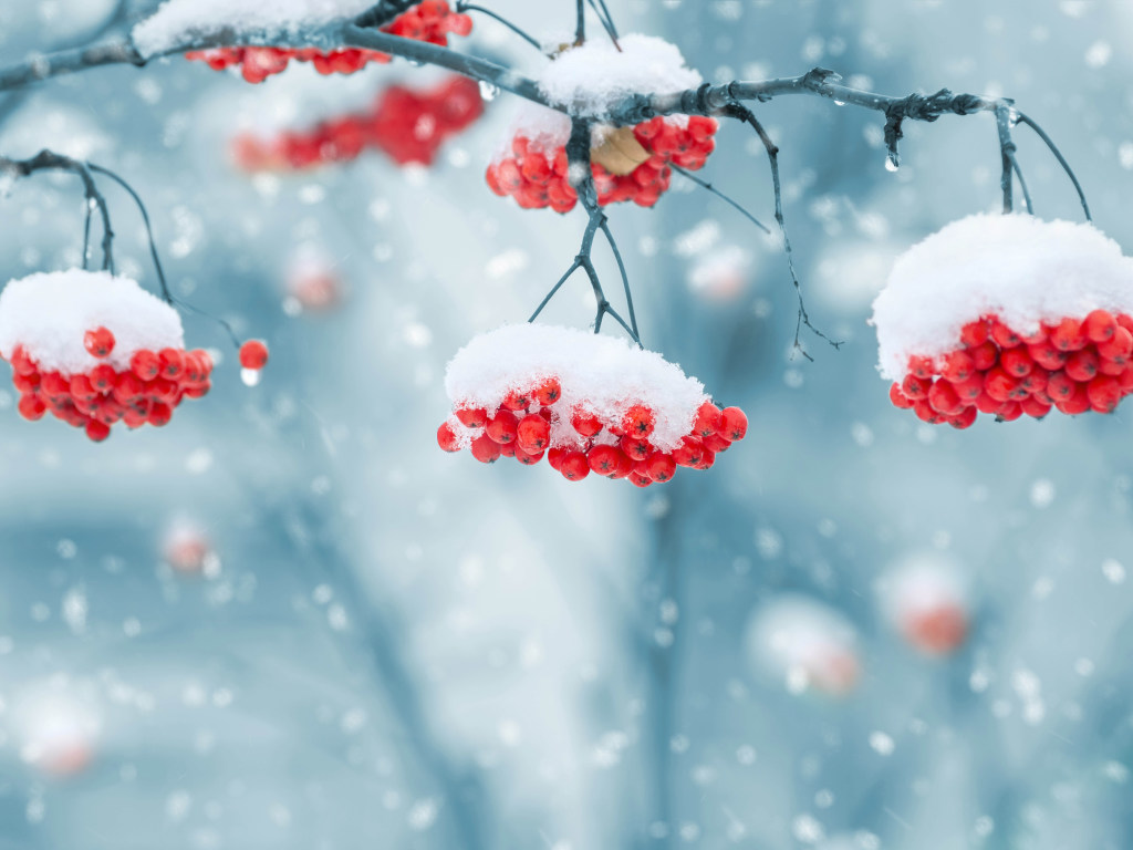 Погода на 8 января: в Украине будет пасмурно, ночью до – 9 градусов мороза