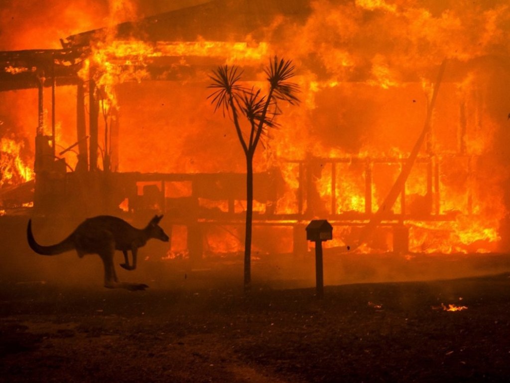 Лесные пожары в Австралии: в огне погибло около миллиарда животных (ФОТО)