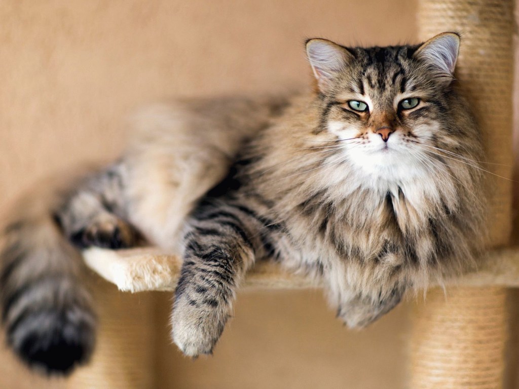 Ученые сообщили о неизвестных способностях кошек