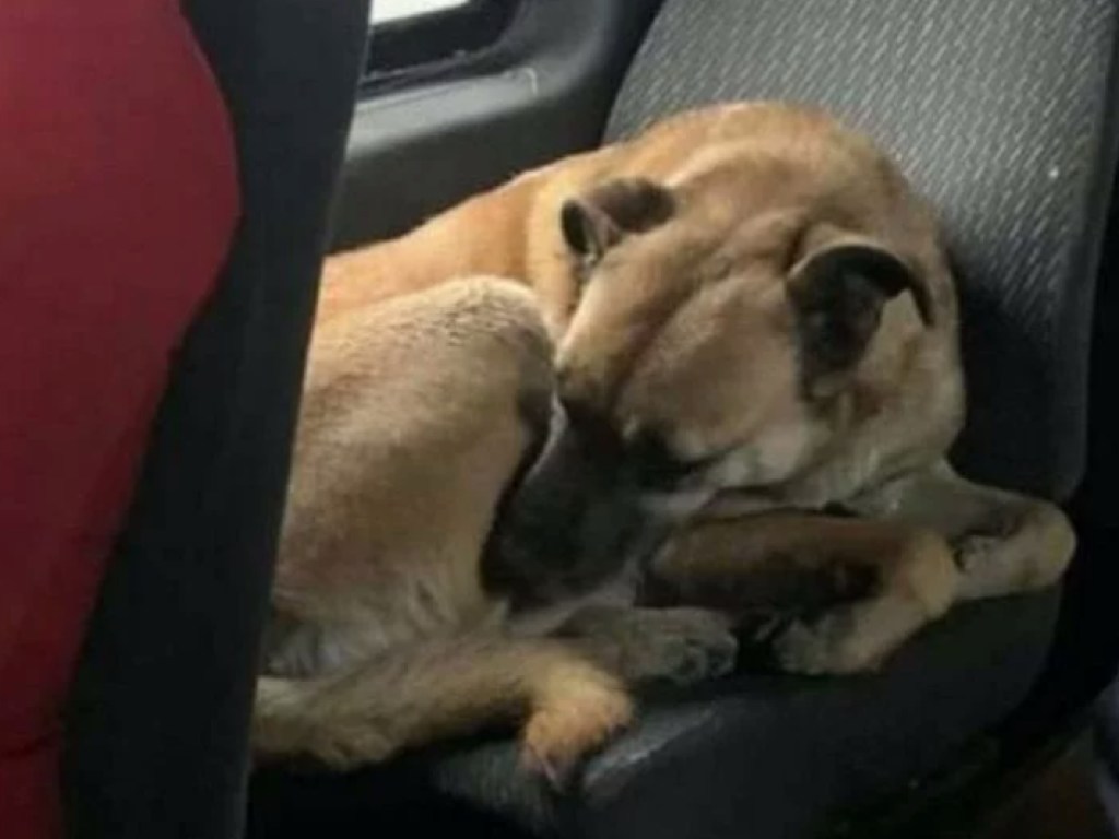 В Днепре потерявшийся пес грелся в маршрутках (ФОТО, ВИДЕО)