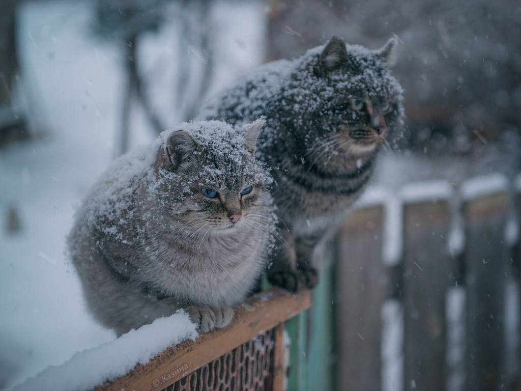 Cиноптик: 9 января в Украине потеплеет, циклон принесет снег с дождем