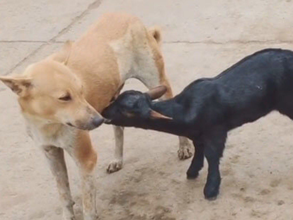 Не захотел стоять в очереди к маме: в Индии козленок пил молоко у собаки (ФОТО, ВИДЕО)