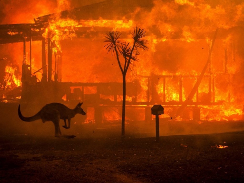 От пожаров в Австралии погибло около 1,25 миллиарда животных – WWF