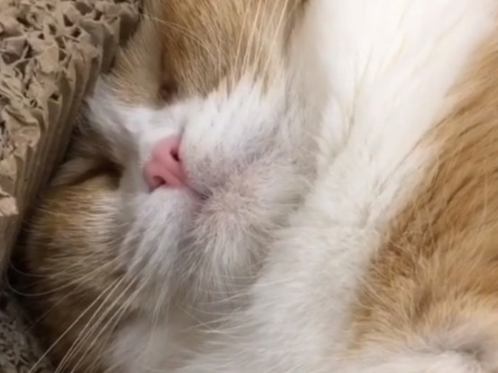 Спящий кот с подвижными усами развеселил Сеть (ФОТО, ВИДЕО)