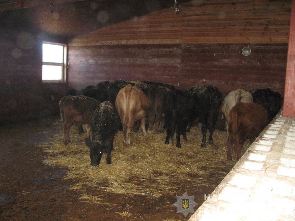 На ферме в Киевской области мужчина морил голодом животных: конь умер