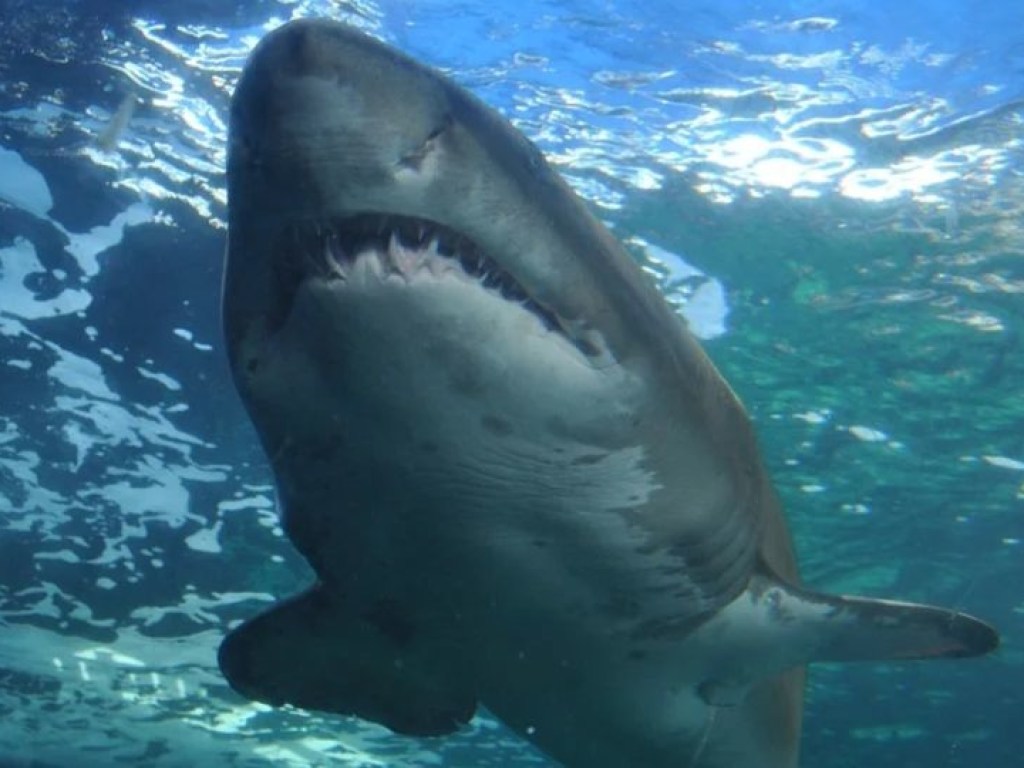 У берегов Австралии неизвестное существо убило трехметровую белую акулу (ВИДЕО)