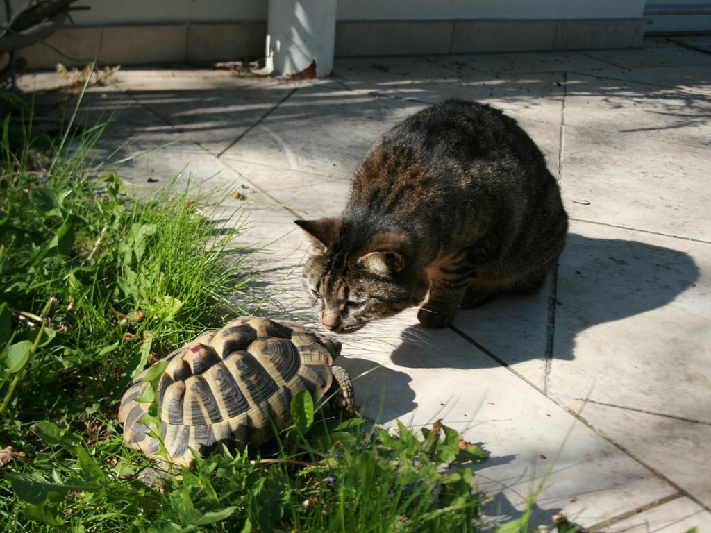 Кот катался на черепахе, как на такси, и рассмешил Сеть (ВИДЕО)