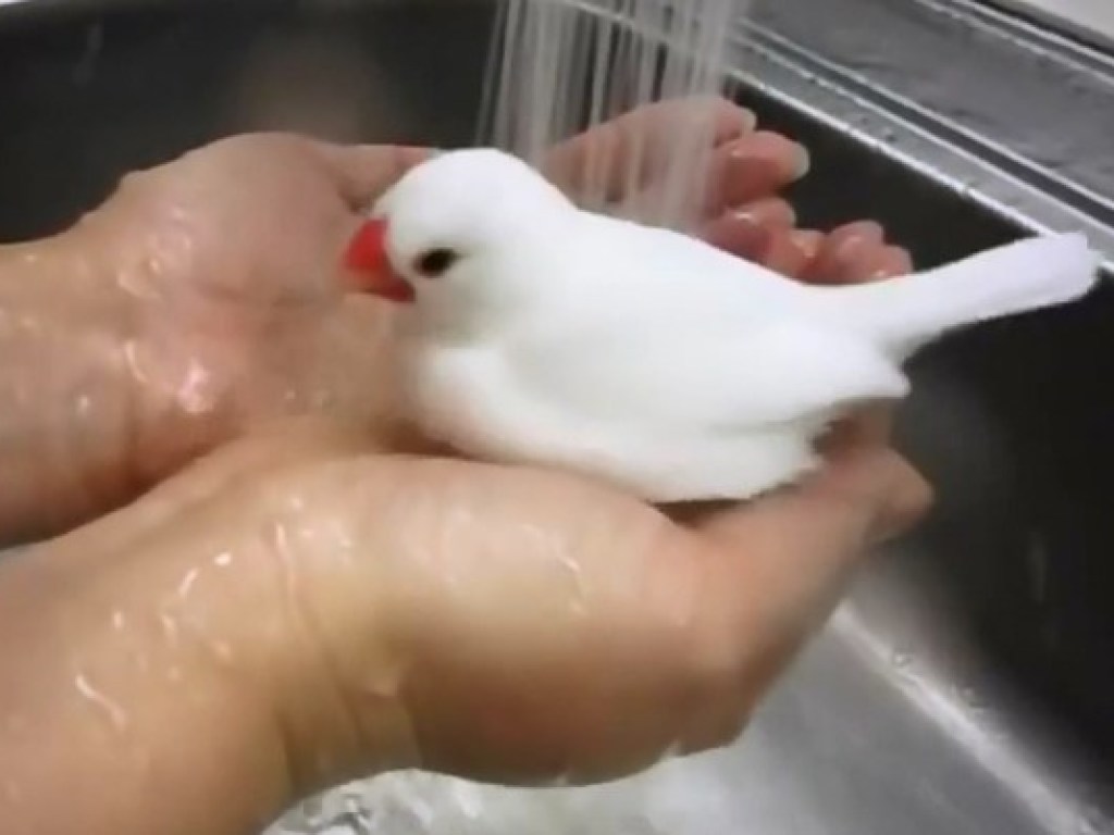 Самое милое видео дня: птичка приняла душ на руках у хозяйки (ВИДЕО)