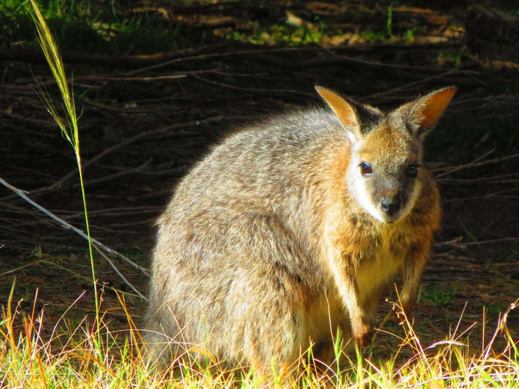«Операция скалистого кенгуру»: Пострадавшим от пожаров животным в Австралии сбросили с воздуха тонны овощей