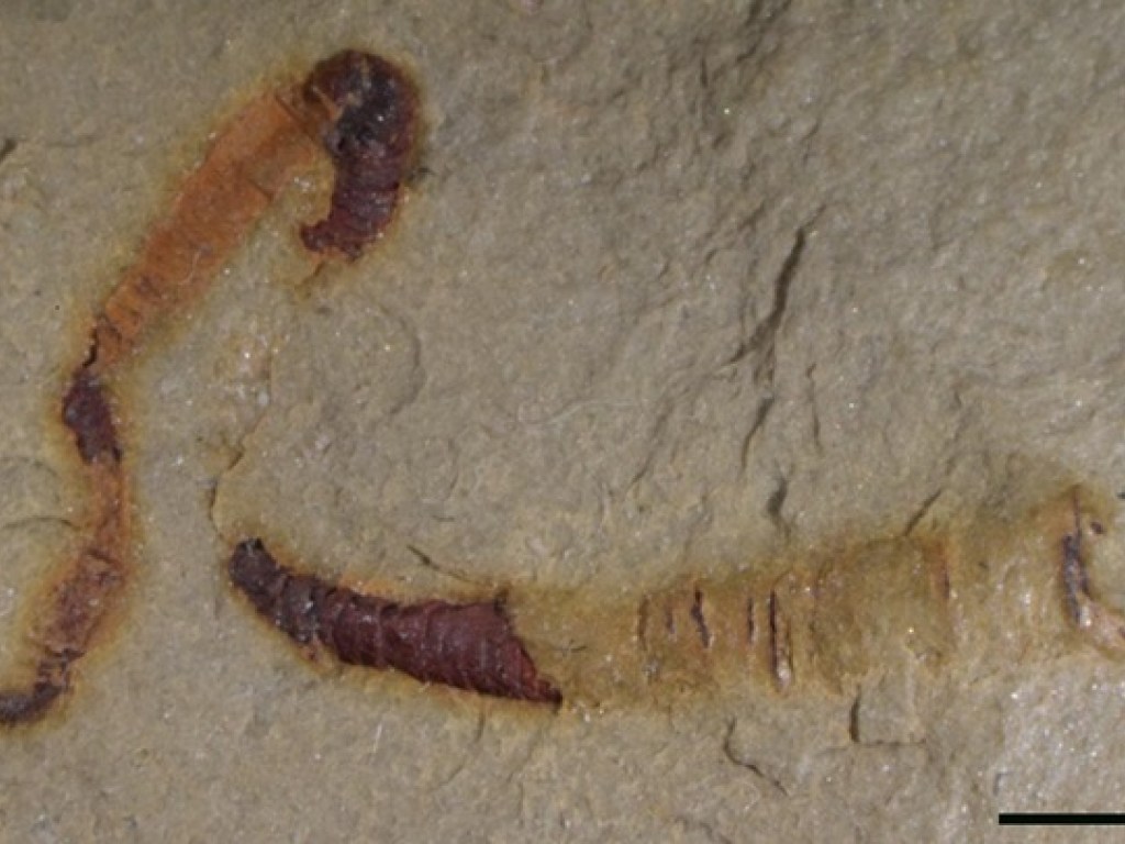 Ученые обнаружили орган древних животных, появившихся на Земле 550 миллионов лет назад (ФОТО)