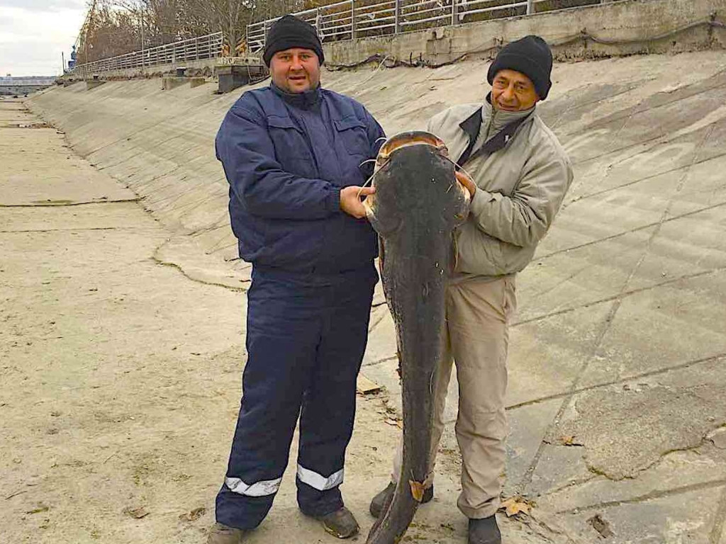 В Измаиле двум рыбакам удалось поймать сома-великана (ФОТО)