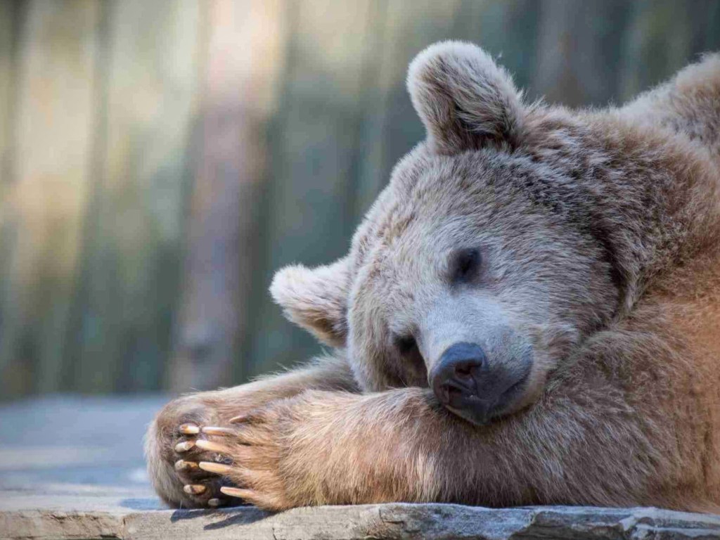 Из-за аномального тепла в январе в Житомирской области от зимней спячки проснулись медведи (ФОТО)