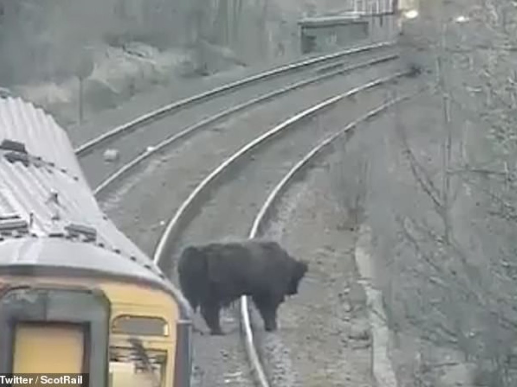 В Шотландии бык перекрыл железную дорогу: движение поездов остановили (ВИДЕО)