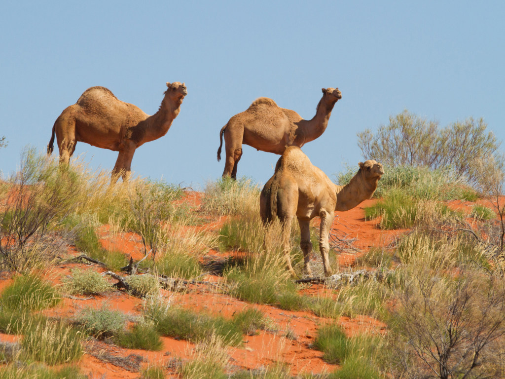 В Австралии власти приняли решение об убийстве пяти тысяч верблюдов