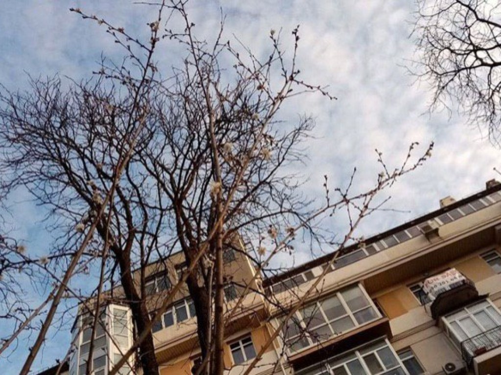 Аномальное тепло: в Киеве в январе начали цвести деревья (ФОТО)