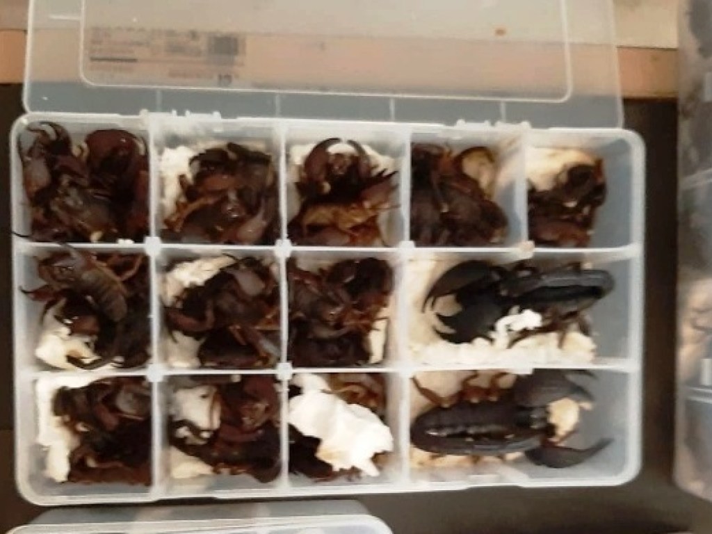 Китаец пытался контрабандой вывезти из Шри-Ланки 200 живых скорпионов (ФОТО)