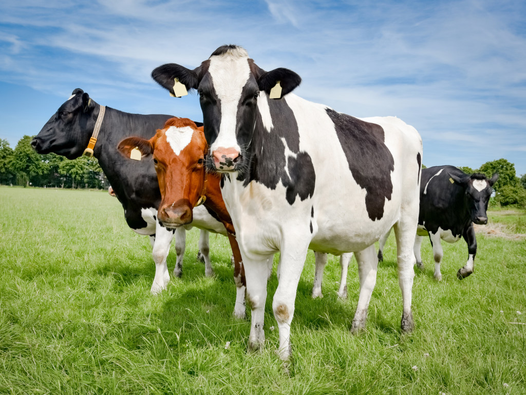 Коровы сбежали из грузовика фермера и испугали автомобилистов: забавное видео