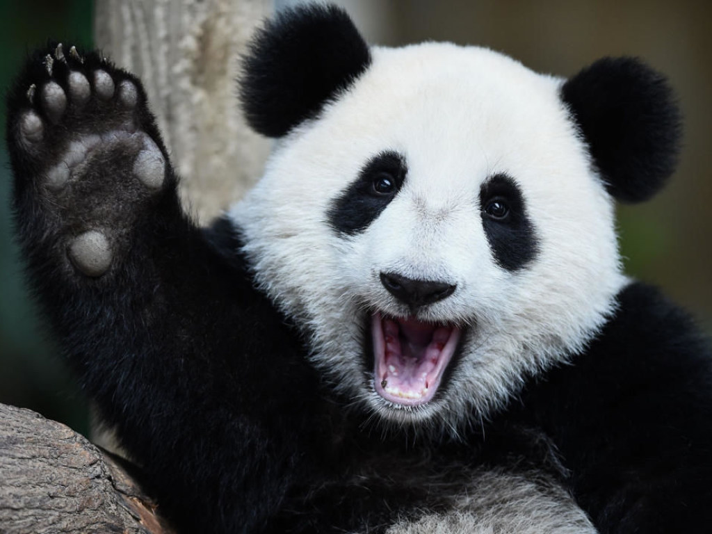 Маленькая панда напугала маму и стала звездой Сети (ВИДЕО)