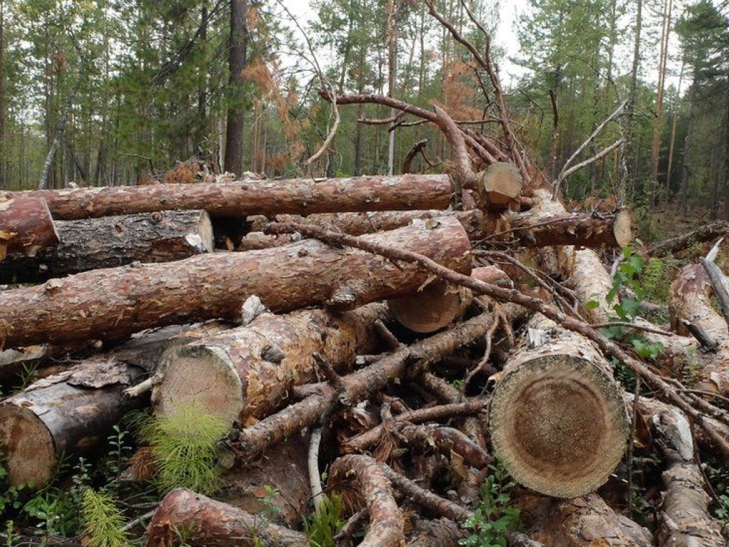 Государству нанесен ущерб на 11 миллионов: чиновник на Донбассе оказался причастным к вырубке леса