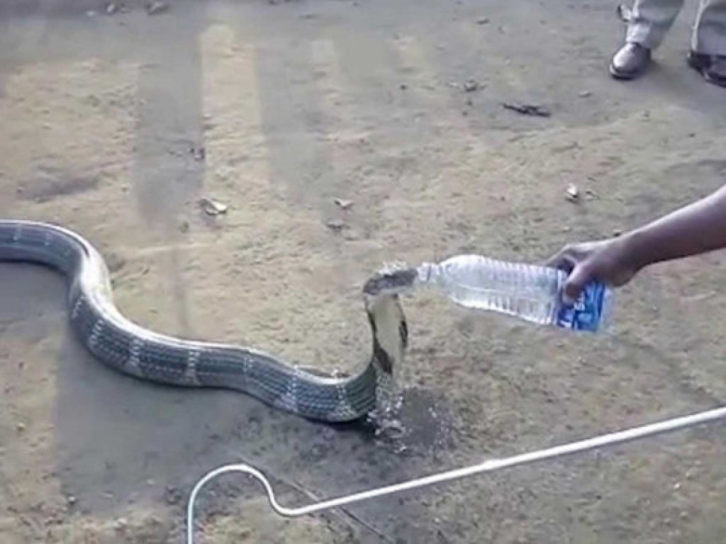 В Индии кобра приняла пластиковую бутылку за добычу и проглотила ее (ФОТО, ВИДЕО)