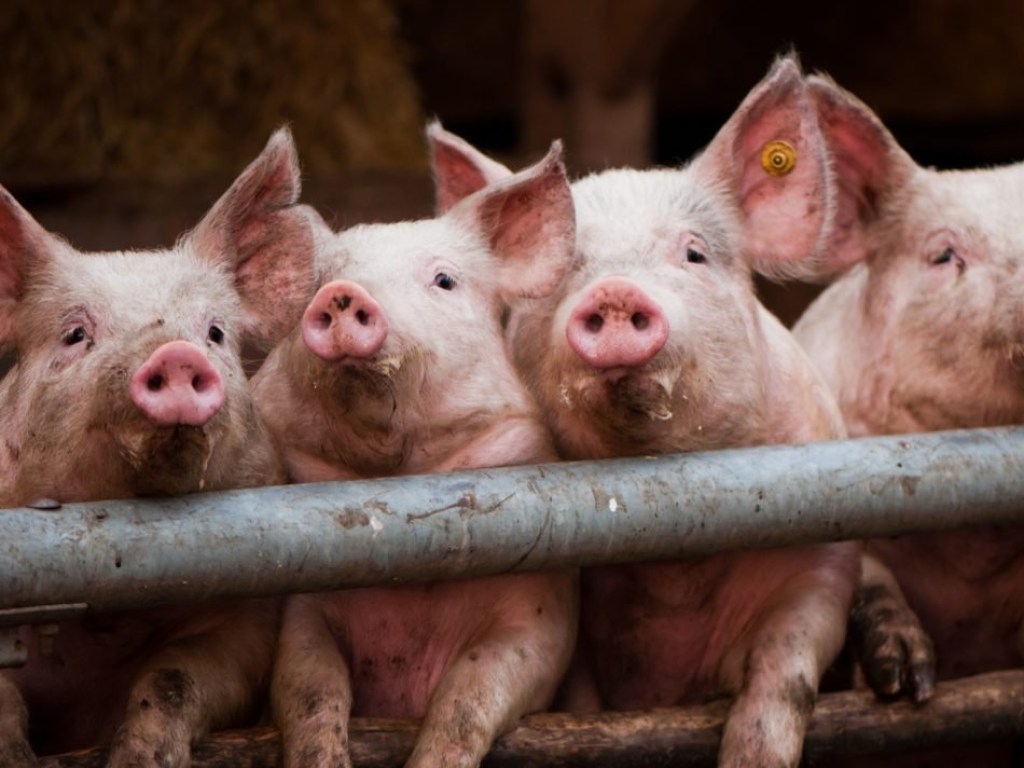В Польше гигантские свиньи съели своего хозяина