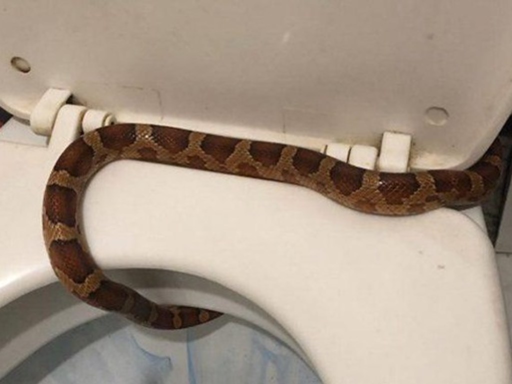 В российской Туле девушка обнаружила в унитазе змею (ФОТО)