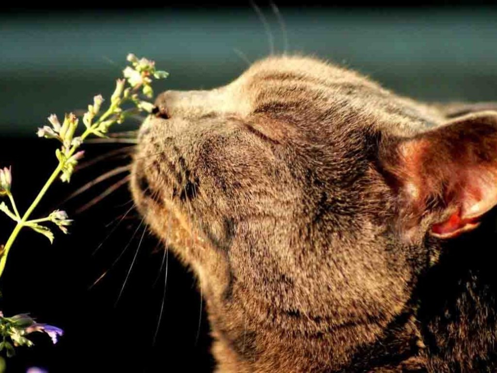 Названы ароматы, которые вызывают эйфорию у котов