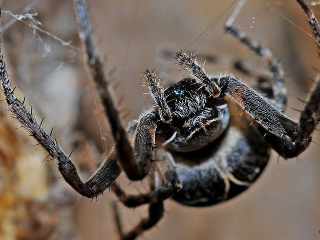 В Австралии ожидают нашествия опасных пауков