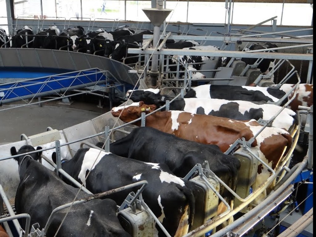 Из-за быстрого внедрения рынка земли украинские фермеры сокращают затраты и перестали покупать коров &#8212; эксперт